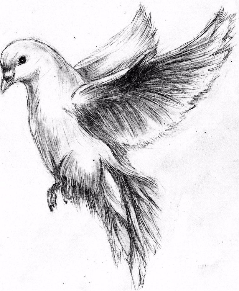 Featured image of post Flying Realistic Dove Drawing