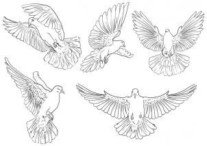 Featured image of post Outline Realistic Dove Drawing