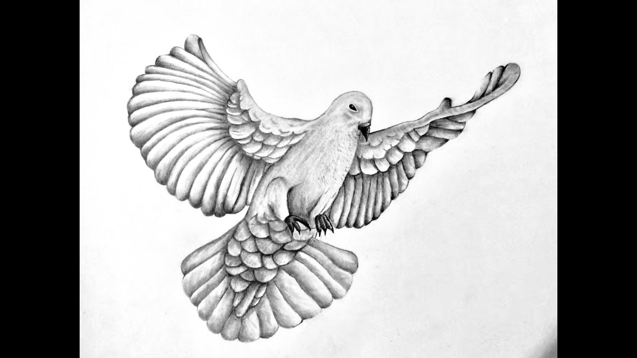 Featured image of post Realistic Dove Drawing Easy