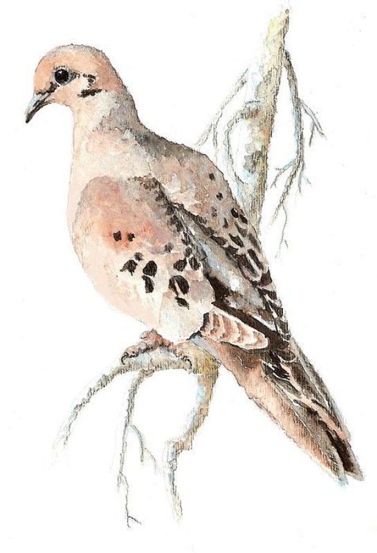 Featured image of post Turtle Dove Realistic Dove Drawing